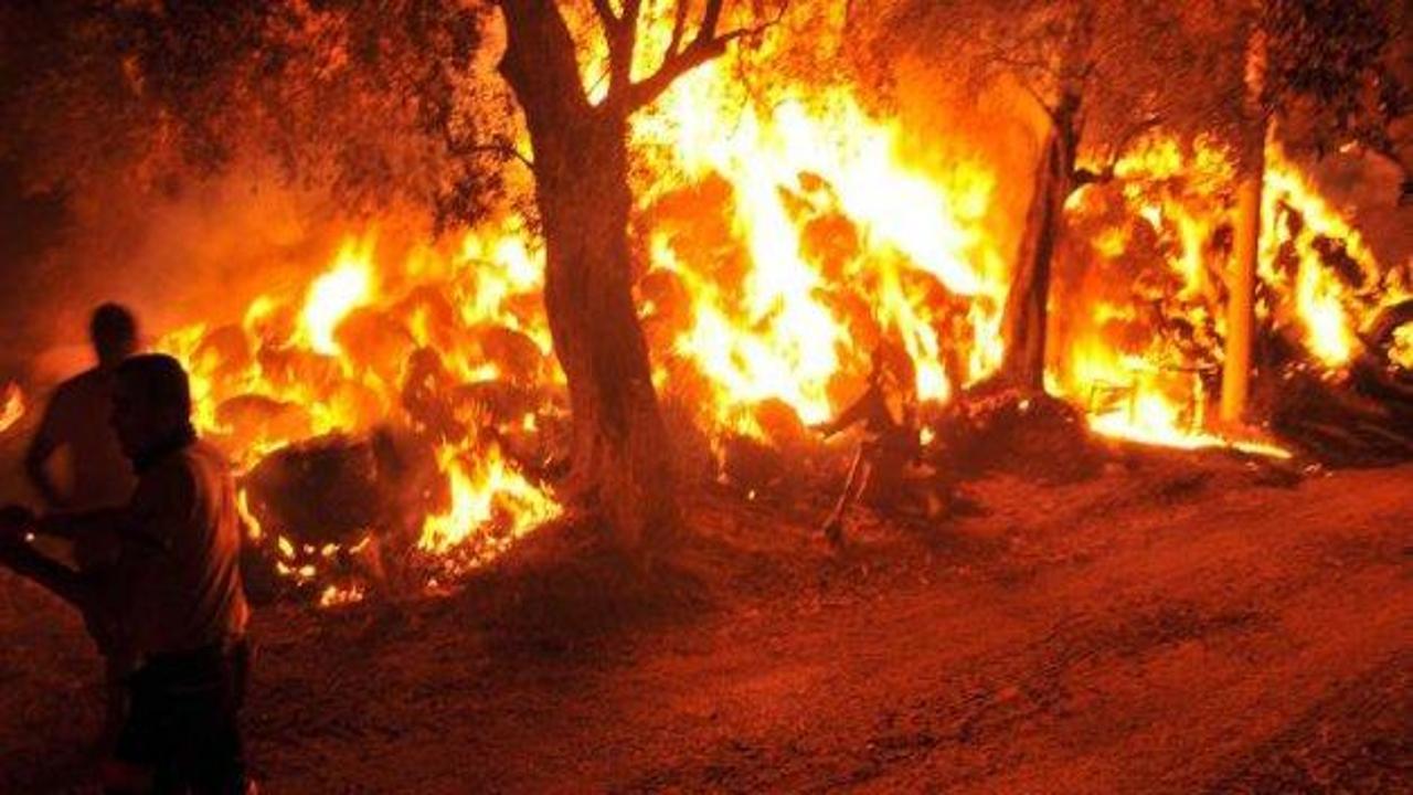Muğla'da orman yangını