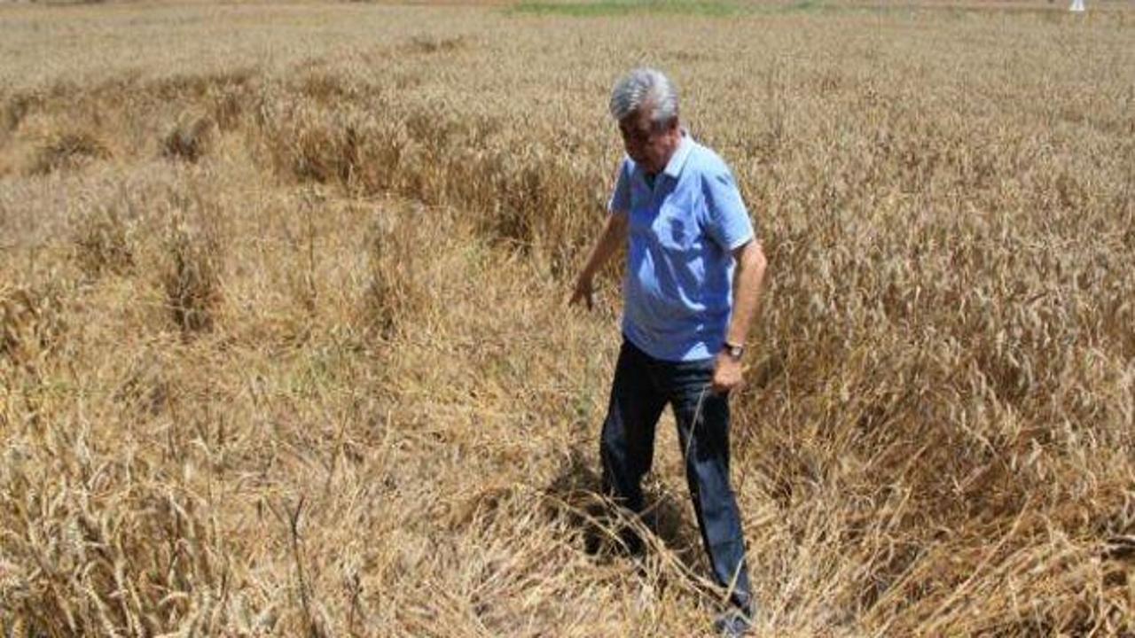 Çiftçiye büyük afet: 50 bin ton buğdayı yediler