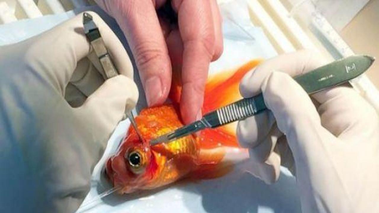 Japon balığına tümör ameliyatı yaptılar!