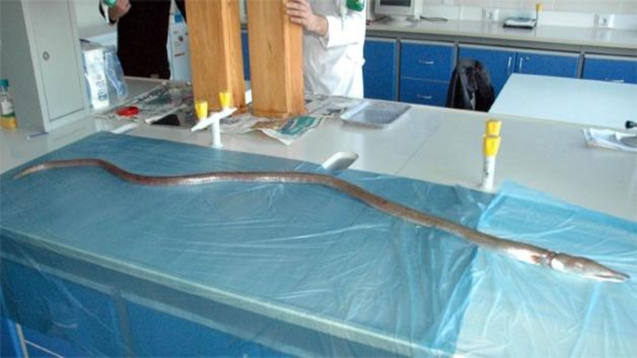 Okyanus balığı Edremit'te yakalandı