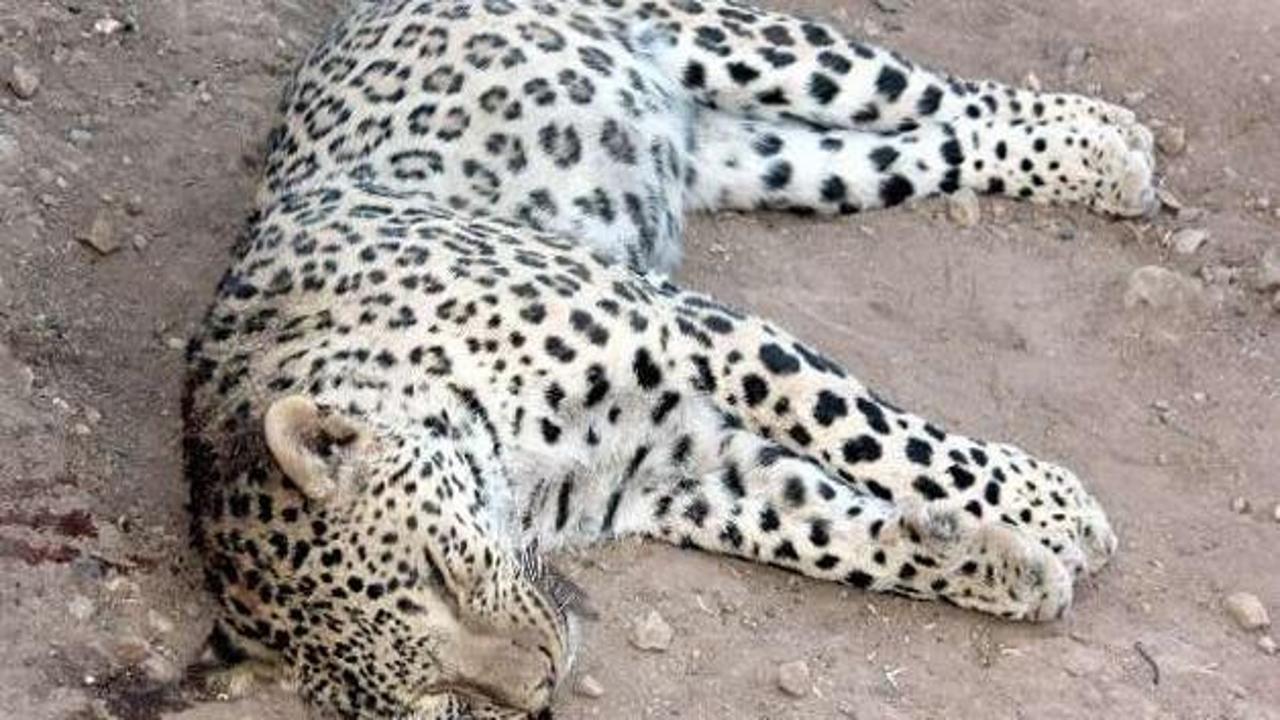 Öldürülen leopar incelenmeye alındı
