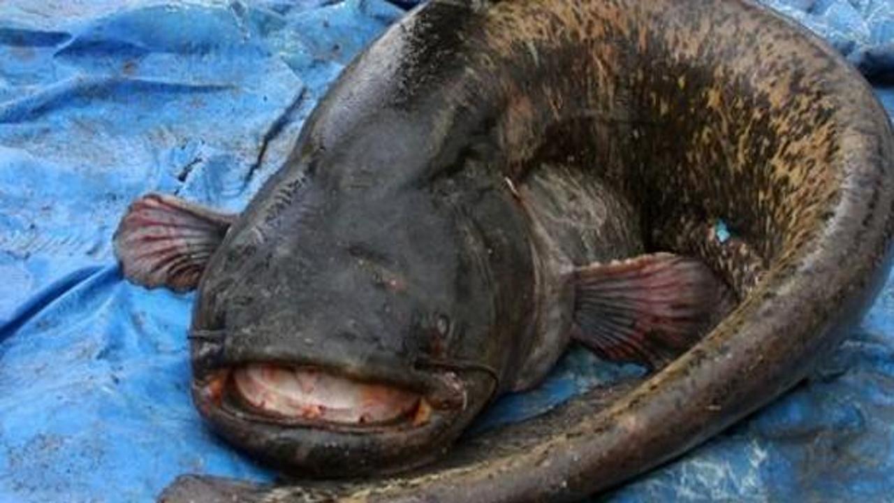 Oltaya takılan 72 kiloluk yayın balığı şaşırttı