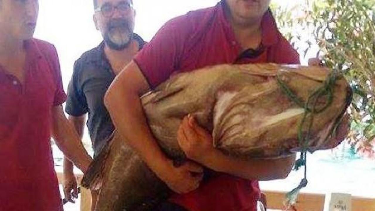 Oltayla 30 kiloluk lagos yakaladı