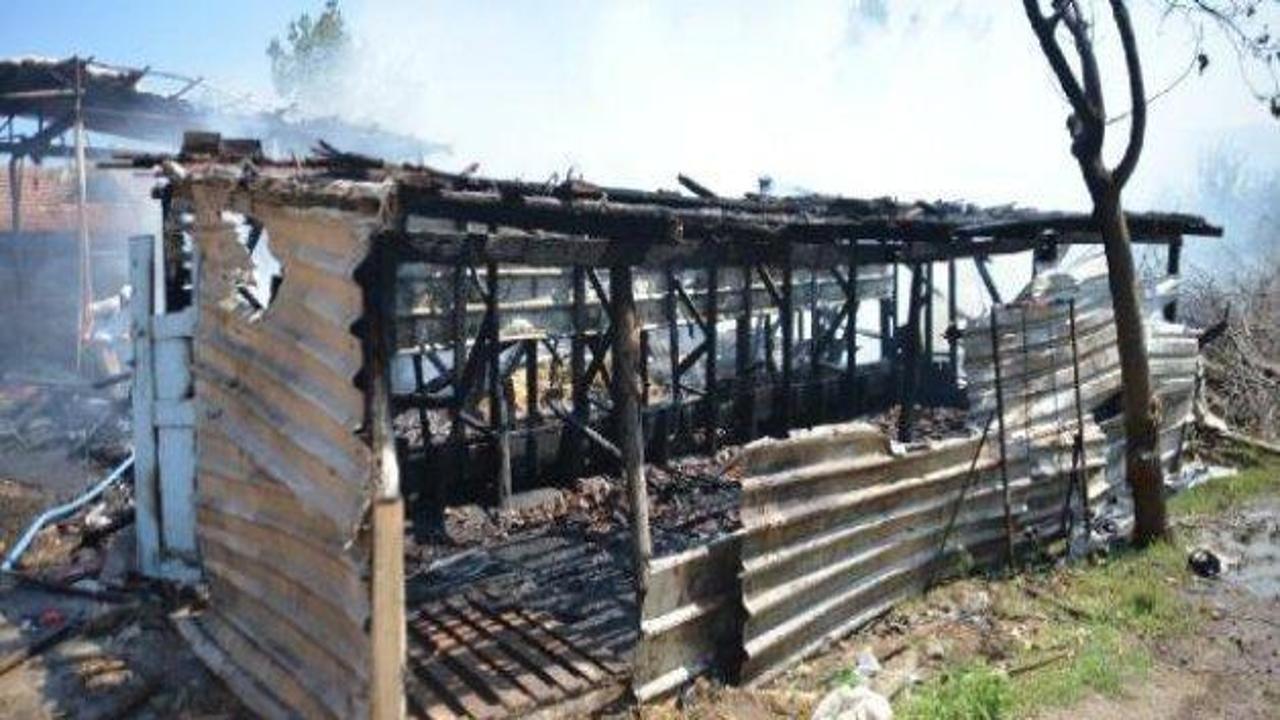 Orhangazi'de yangın: 15 koyun telef oldu