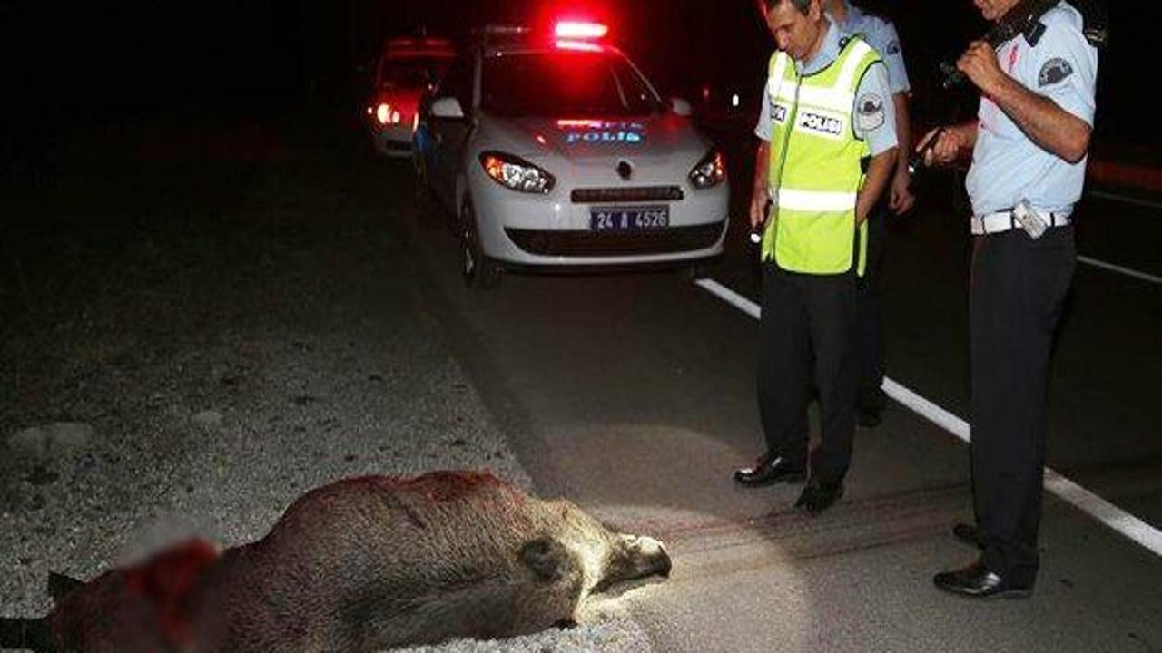 Otomobil yaban domuzlarına çarptı: 3 yaralı