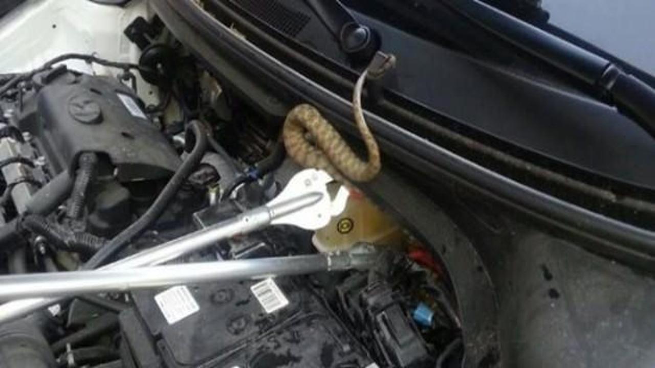Otomobilin motoruna yılan girdi
