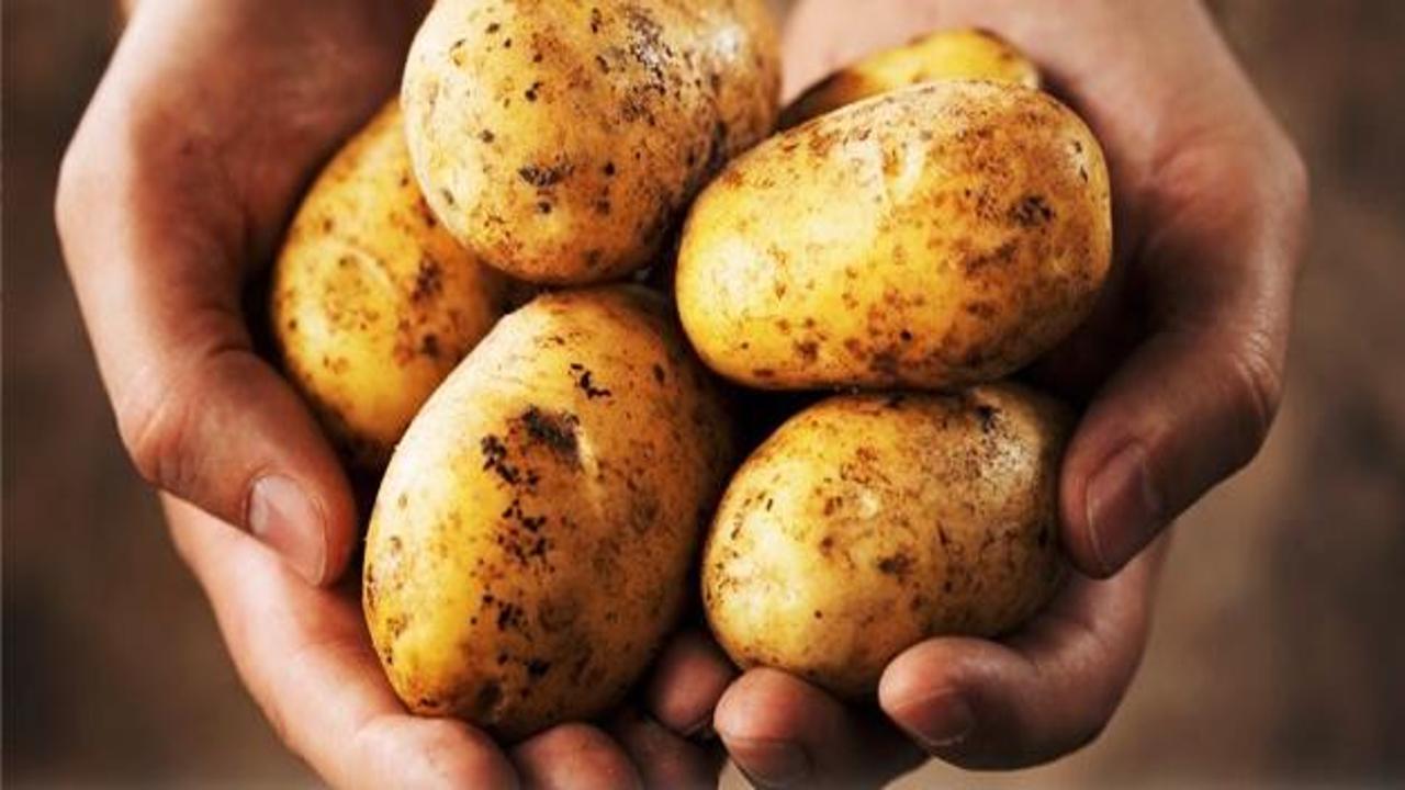 Patateslerin çürümesi nasıl engellenir