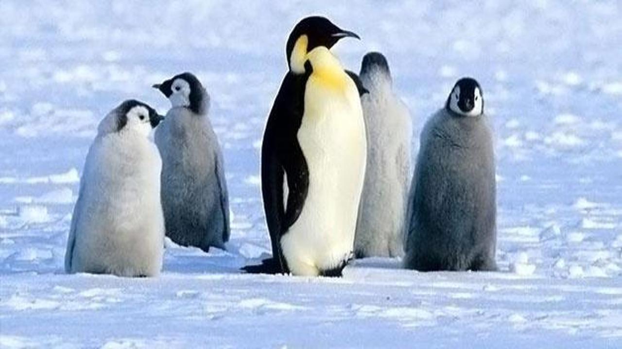 Buzlar erirken penguenlerden öğreneceklerimiz var