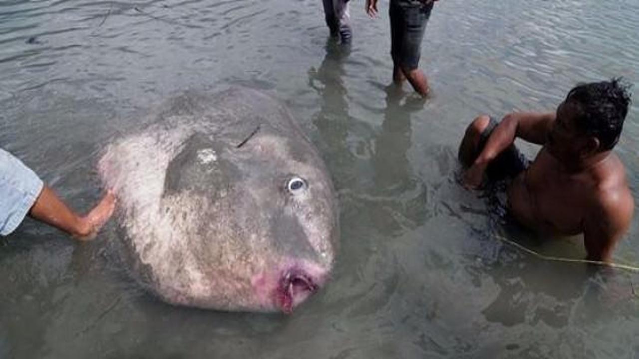 Sahile vuran koca ay balığı intihar etti!