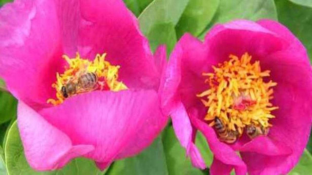 'Şakayık'ın ana vatanı Türkiye mi?