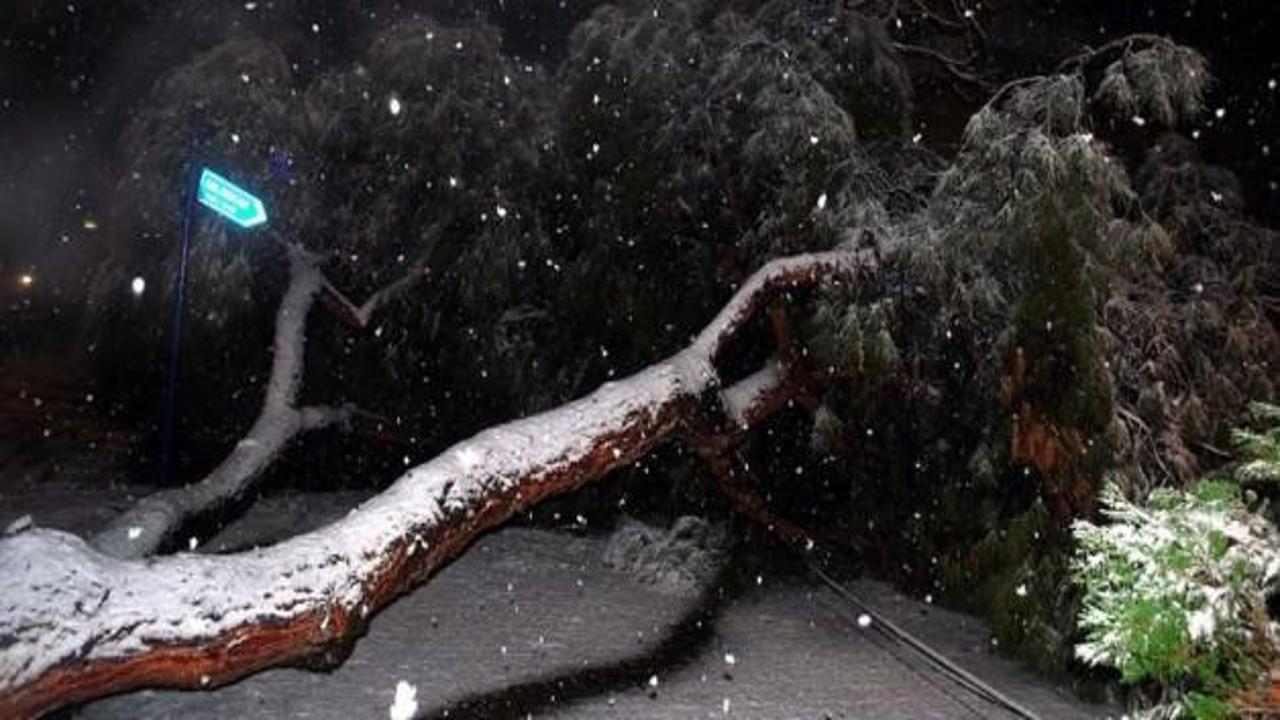 Salihli'de yoğun kar ağaçları devirdi