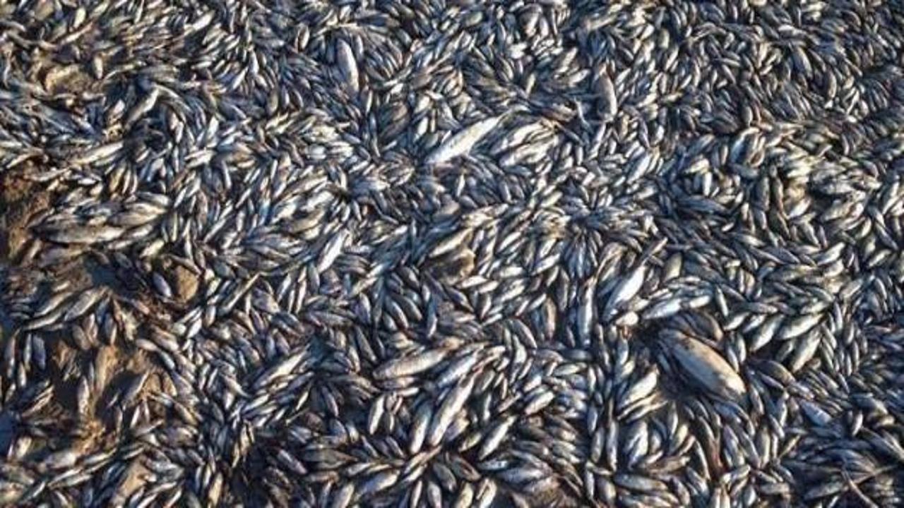 Şanlıurfa'daki gölette binlerce balık öldü 