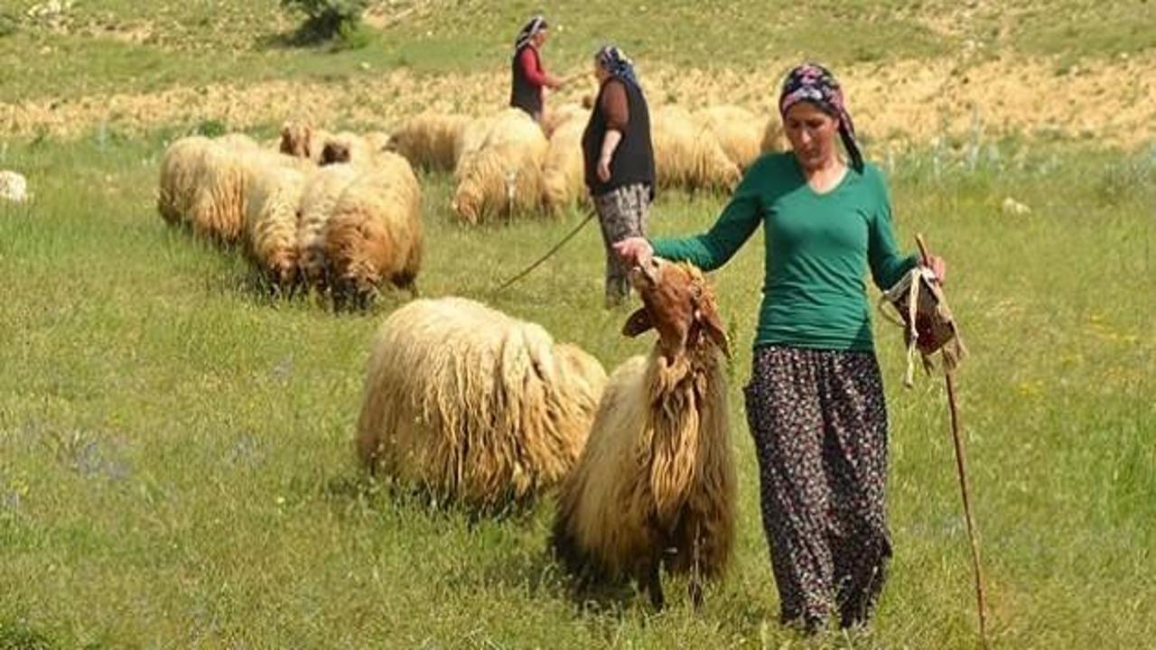 Sertifikalı kadın çobanlar iş başında