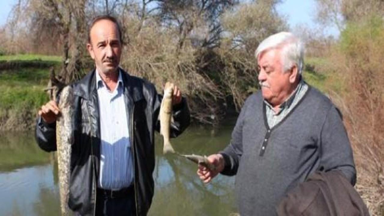 Simav Çayı'nda toplu balık ölümleri