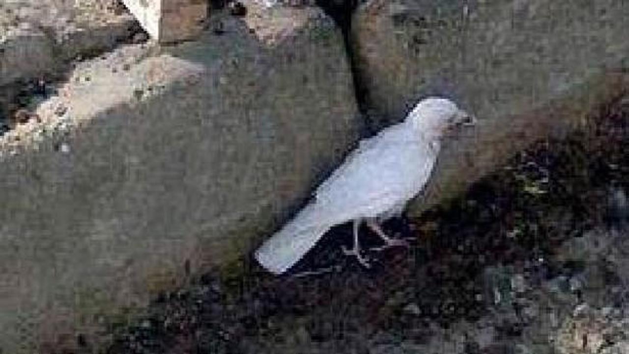 Siyah kargalar beyaz renkli kargayı dışladı!