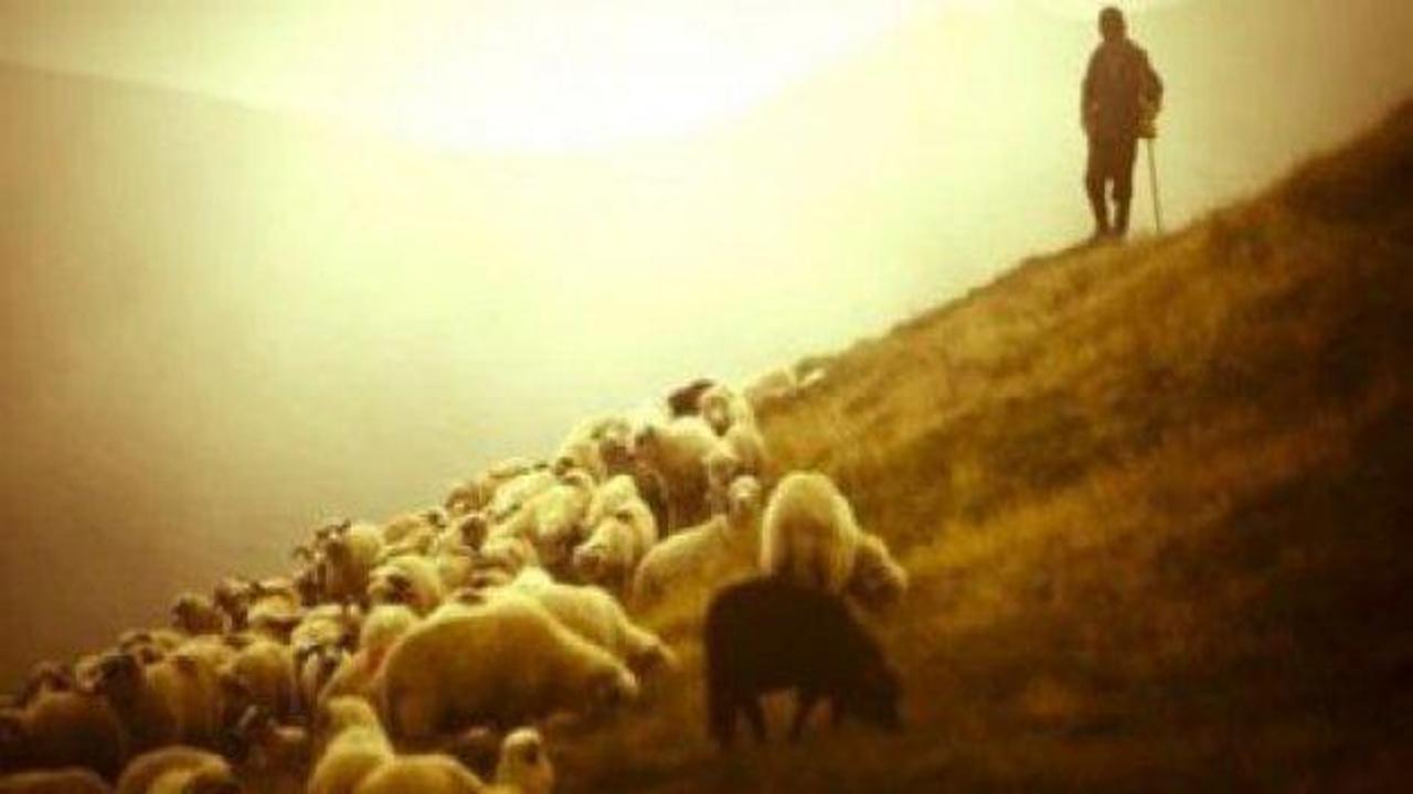 Suriye uyruklu kişiler çobanı gasp etti