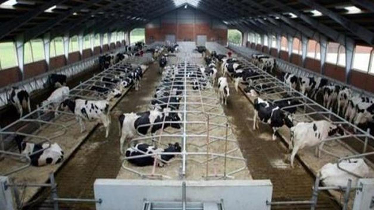 Haziran'da 767 bin ton süt toplandı