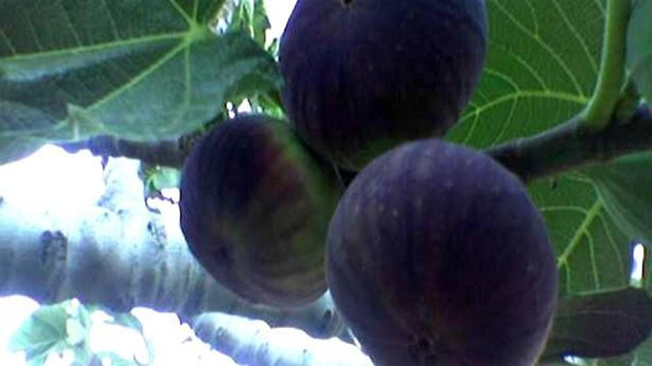 Kilis'te aşırı sıcaklar incir üretimini vurdu
