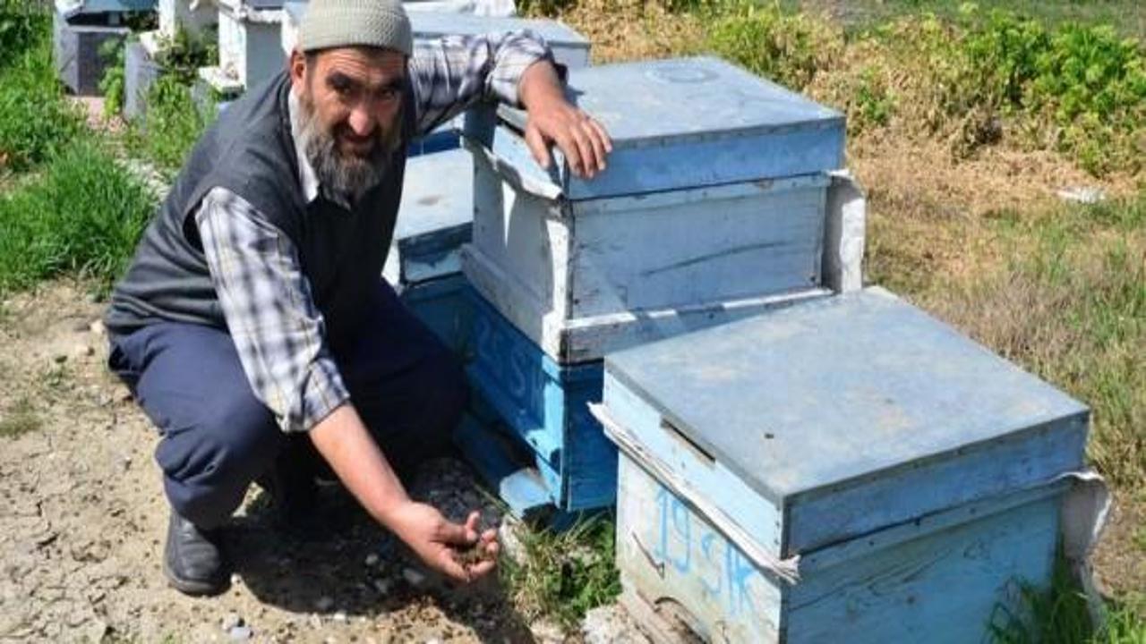 Toplu arı ölümleri endişeye sebep oldu