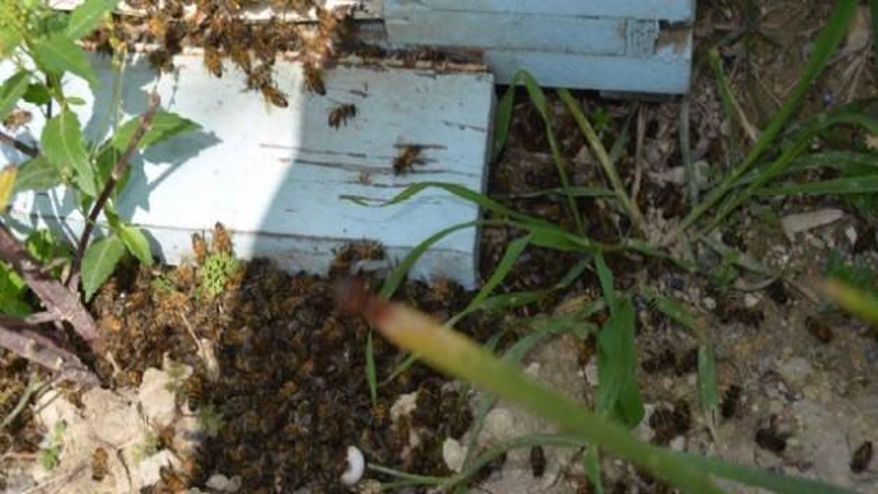 Toplu arı ölümleri korkutuyor!