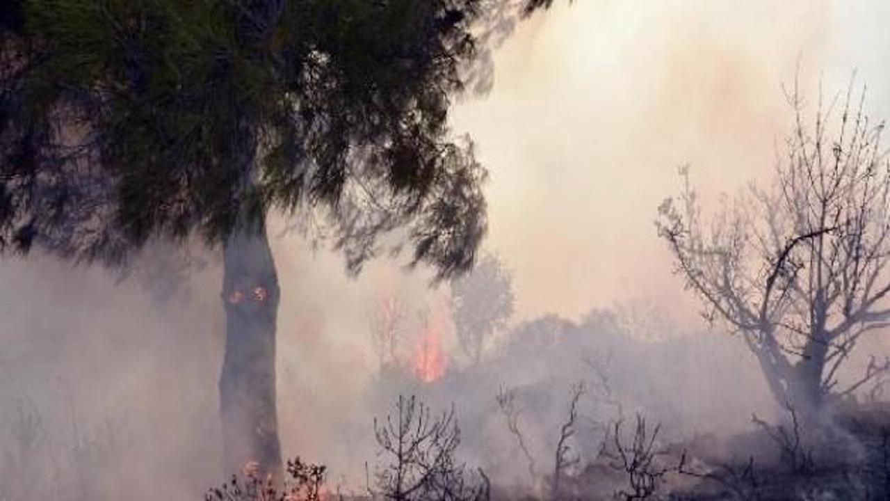 Turgutlu'da 20 d&ouml;n&uuml;ml&uuml;k alan k&uuml;l oldu