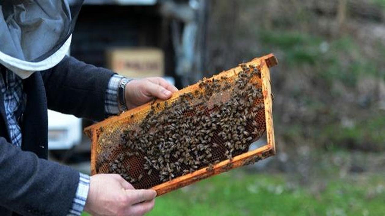 Türkiye'de 6,5 milyon arı kovanı var