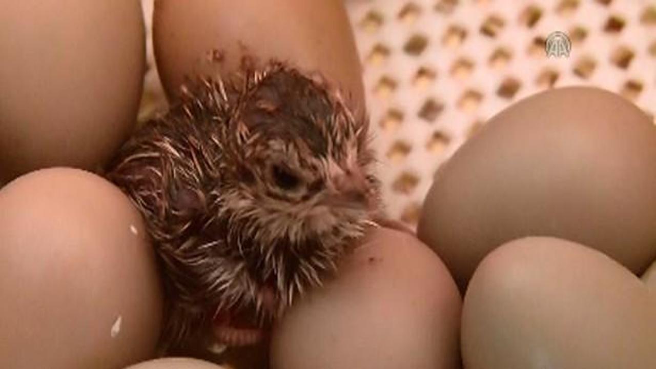 T&uuml;rkiye'de ilk kez "&ccedil;il keklik" &uuml;retimine başlandı