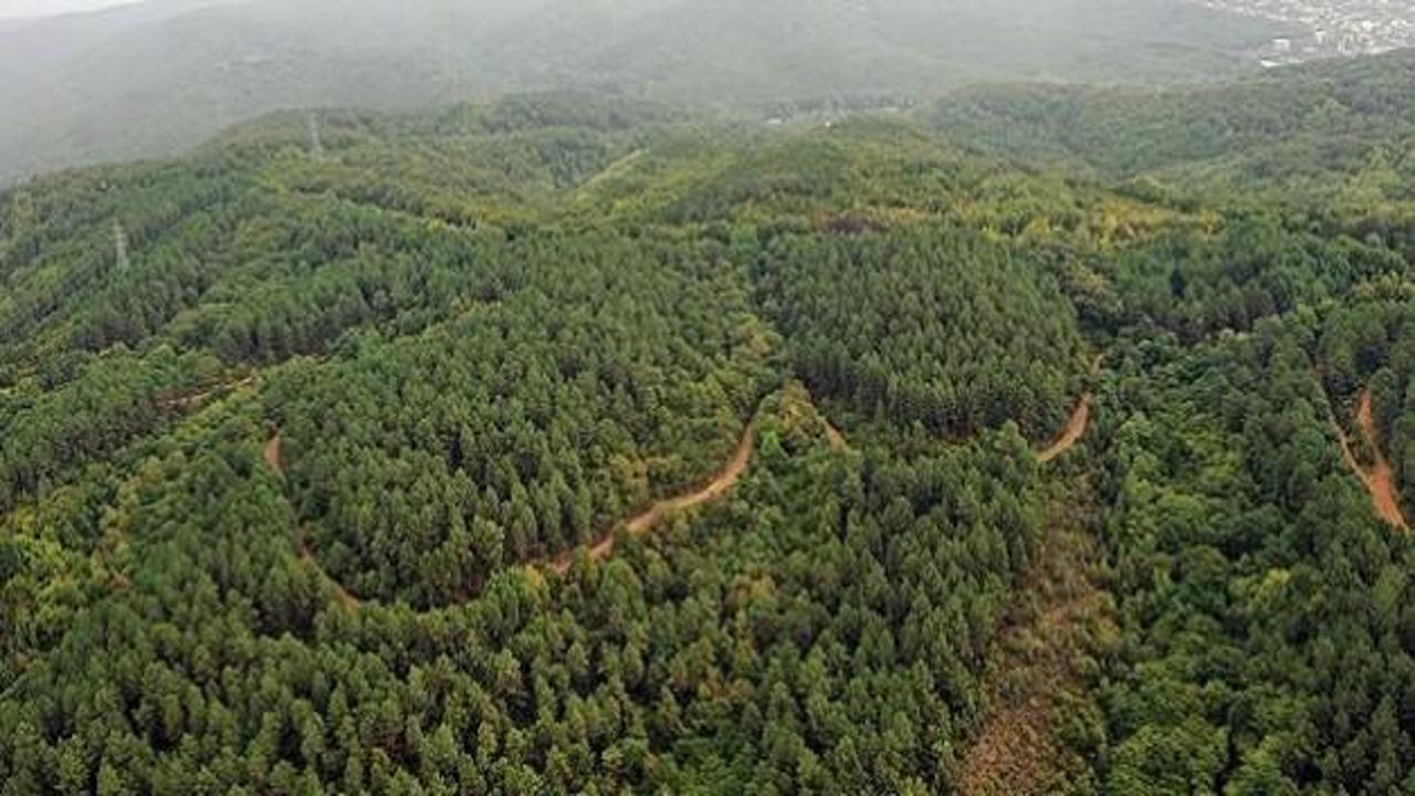 Türkiye'de orman varlığı artıyor