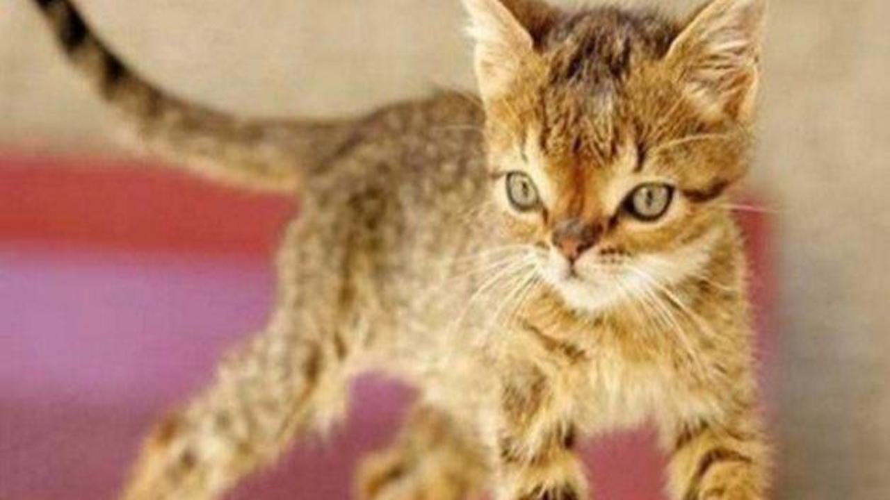 Türkiye'nin ilk Down sendromlu kedisi