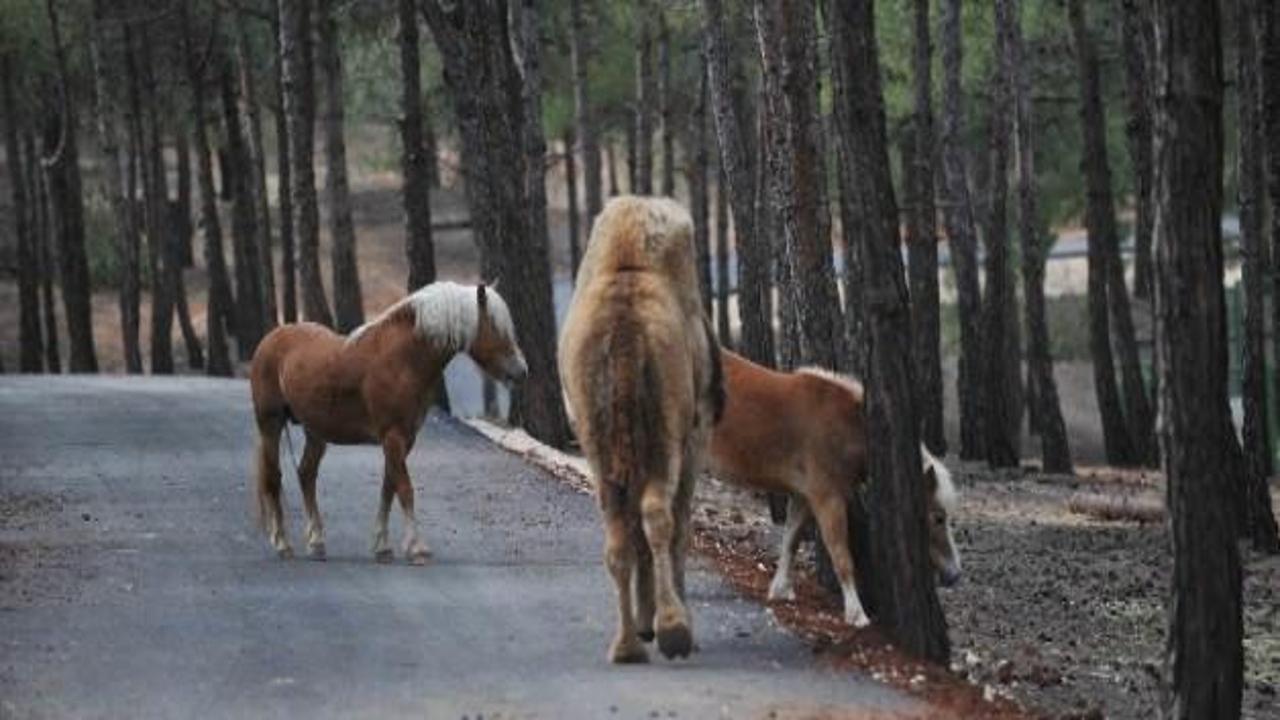 Türkiye’nin ilk safari parkı açılıyor