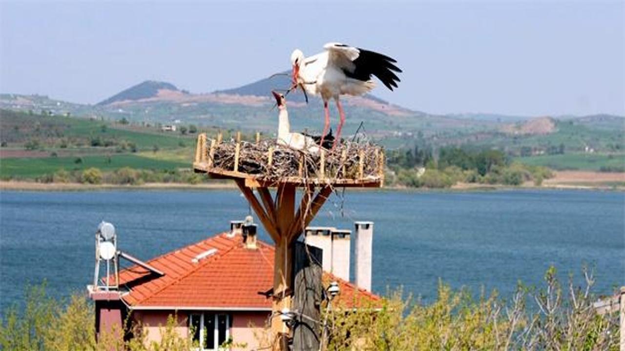 Türkiye'nin leylek köyü misafirlerini ağırlıyor