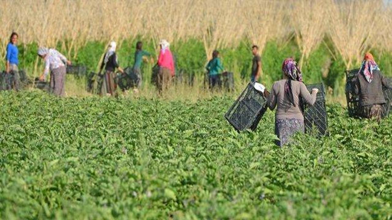 Türkiye'nin tarımsal bilgi sistemi oluşturulacak
