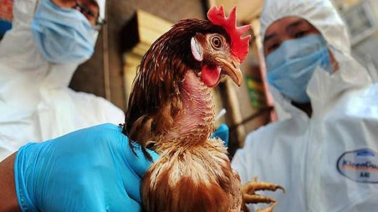 Türkiye'den tavuk ithalatını durdurdu