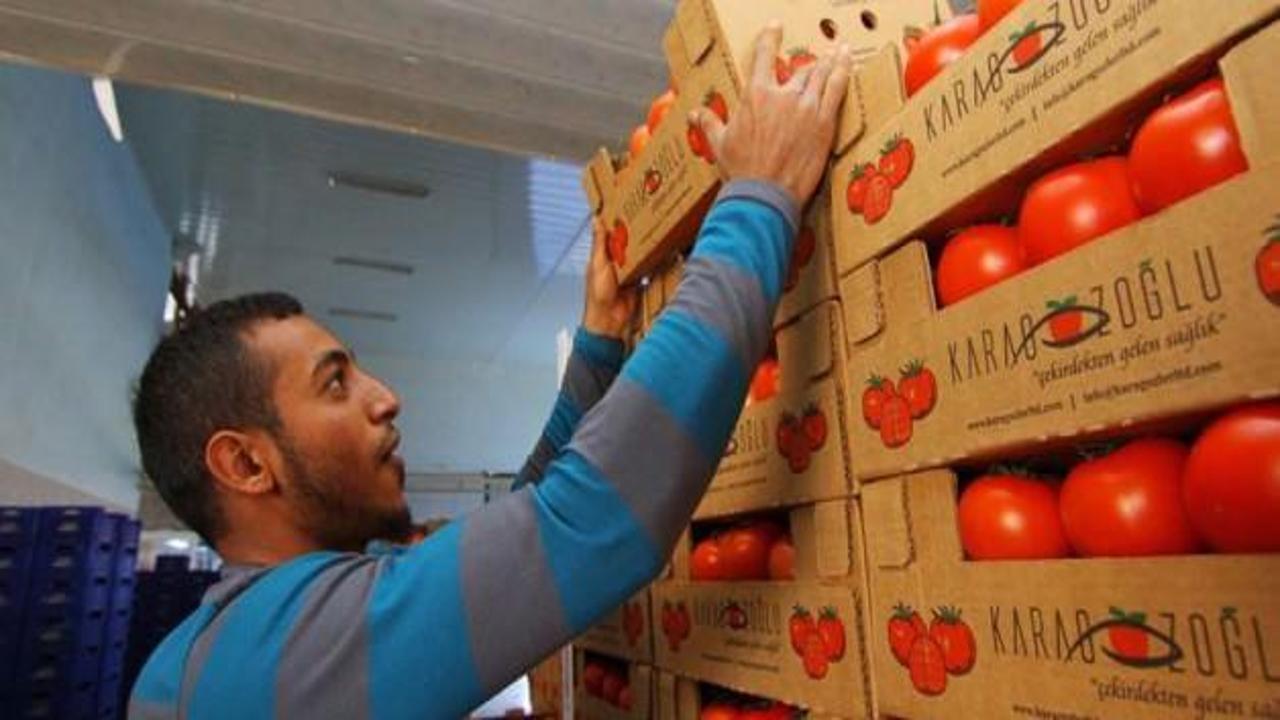 Üreticiyi sevindiren domates