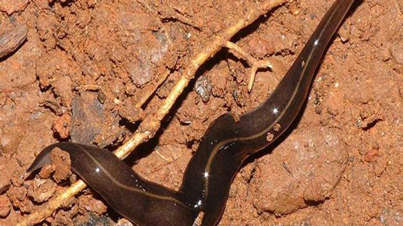 Uzun yıllar sonra g&ouml;r&uuml;len solucan b&uuml;y&uuml;k tehdit sa&ccedil;ıyor