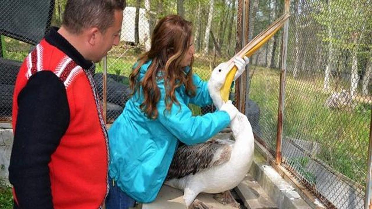 Yaralı pelikan Erdemli'de hayatı değiştirdi