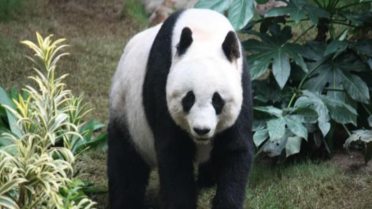 Çinli bilim adamları pandaların dilini çözdü
