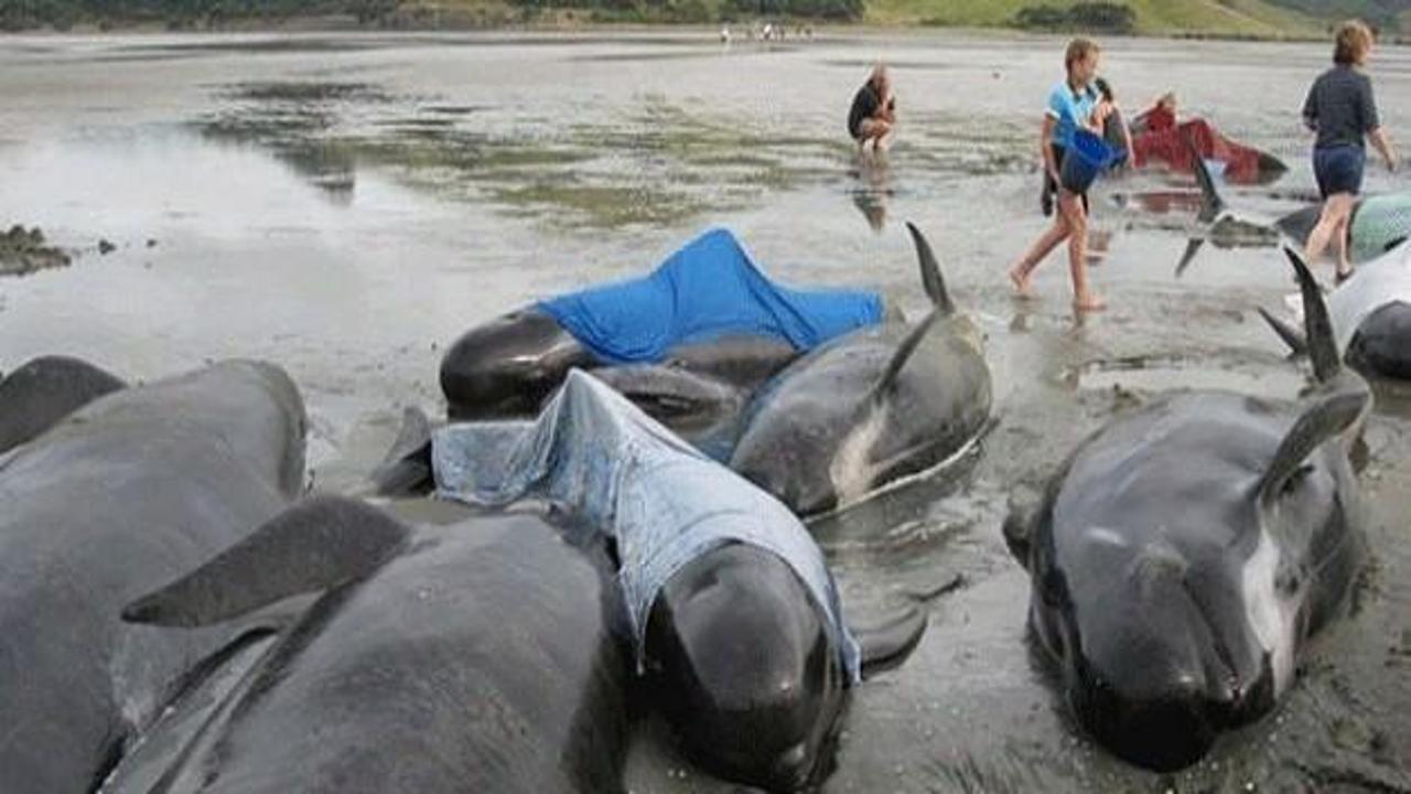 Yeni Zelanda'da 200 balina karaya vurdu