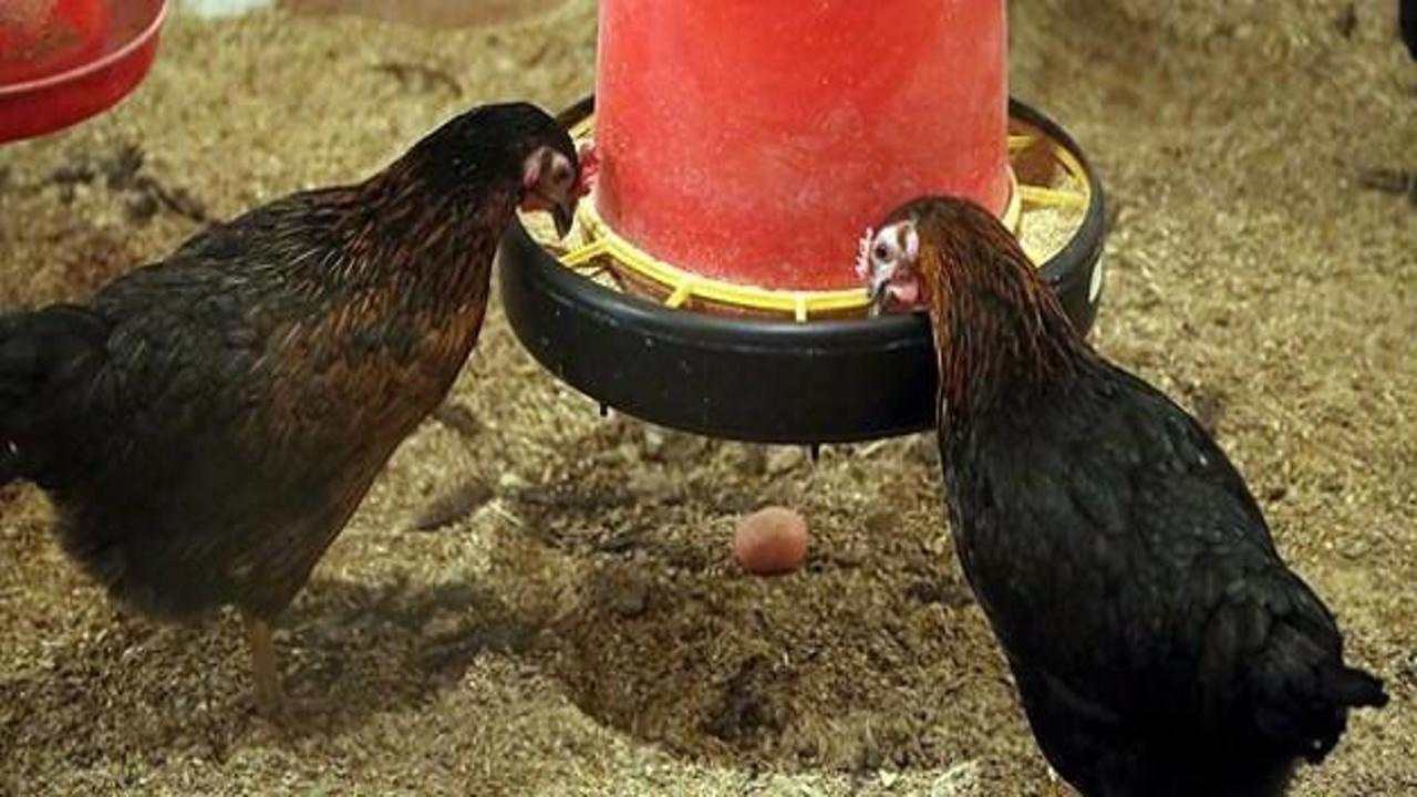 Yerli tavuk "ATAK-S"lar yaygınlaştırılıyor