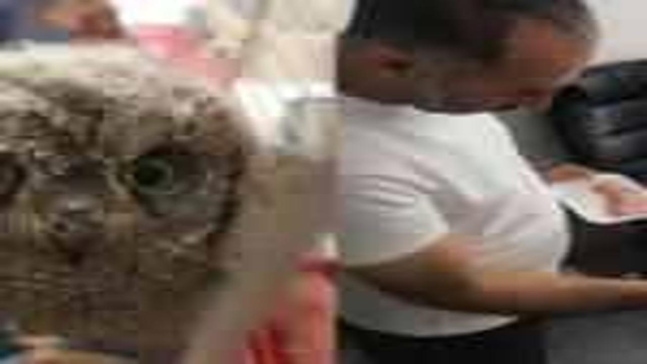 Dicle’de bulunan 2 baykuş yavrusu korumaya alındı