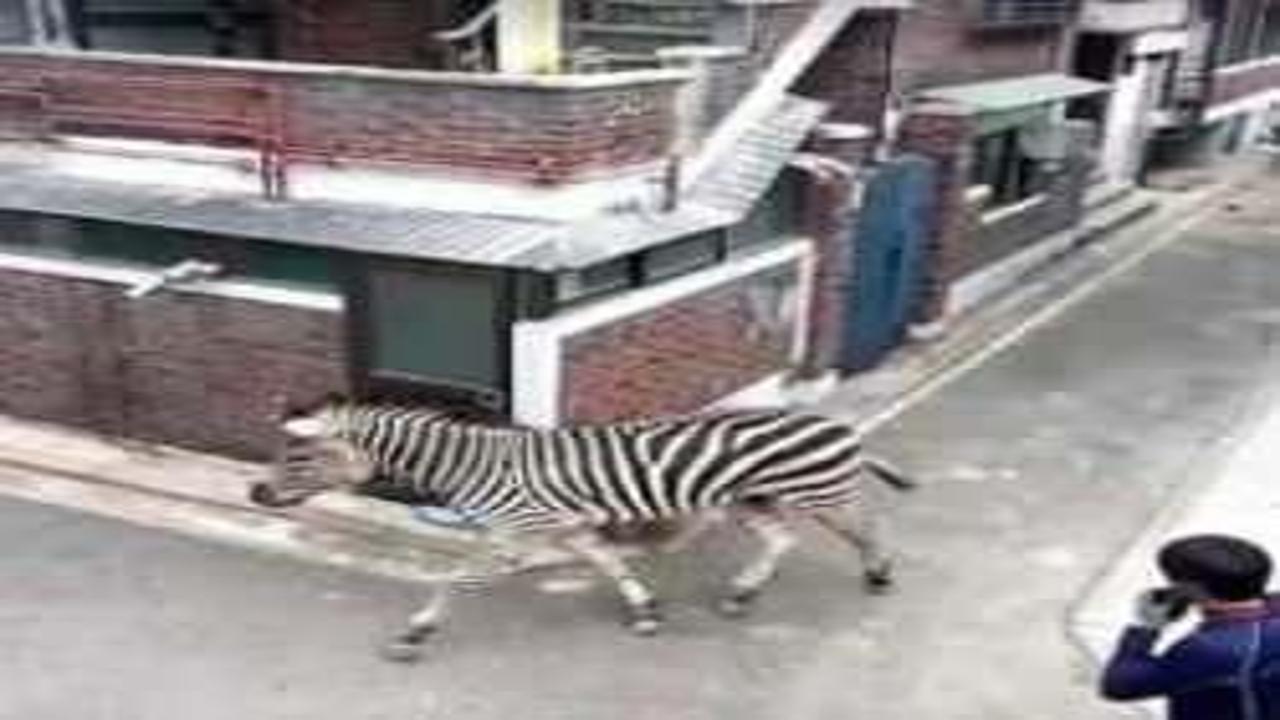 Hayvanat bahçesinden kaçan zebra saatlerce Seul sokaklarında dolaştı