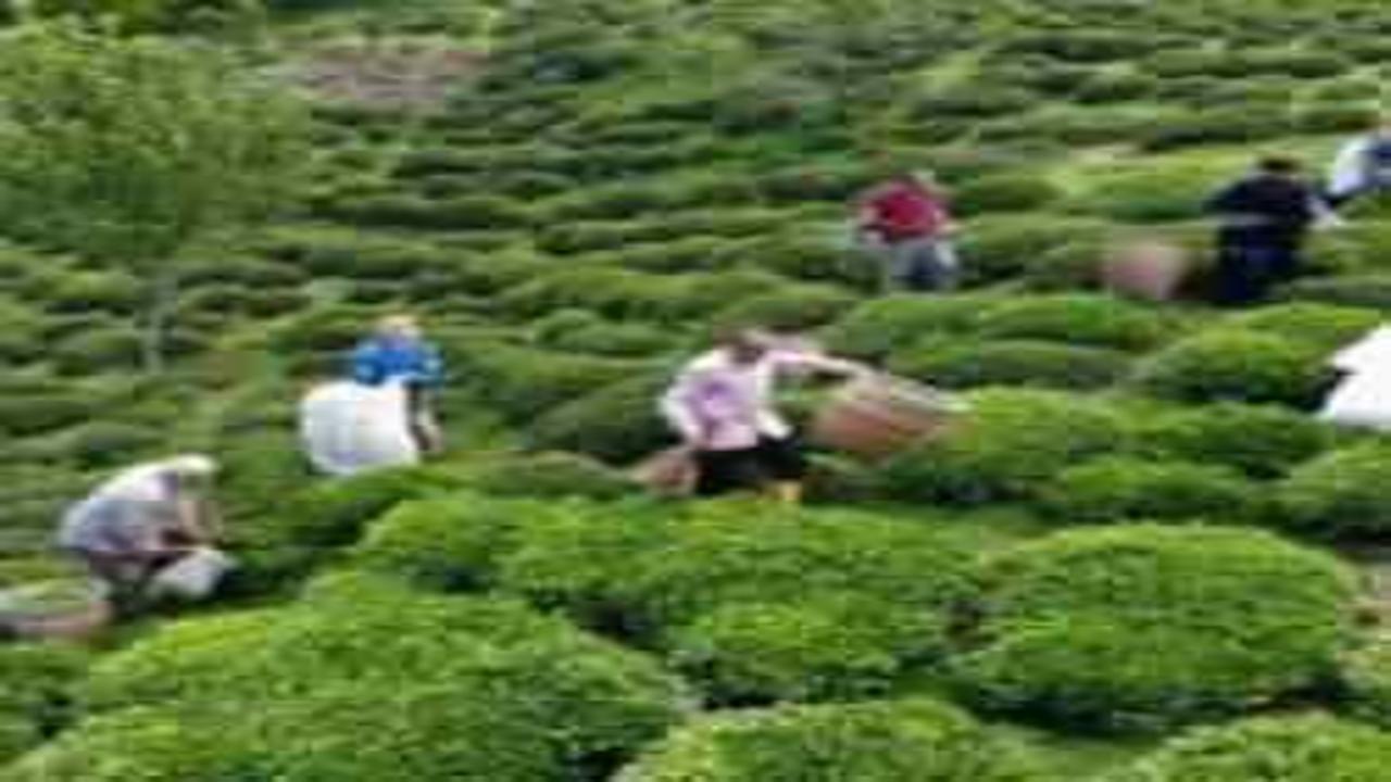 Fındık diyarı Ordu da ilk çay hasadı başladı