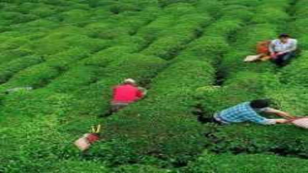 Çay üreticilerine 363 6 milyon lira destek ödemesi bugün yapılacak