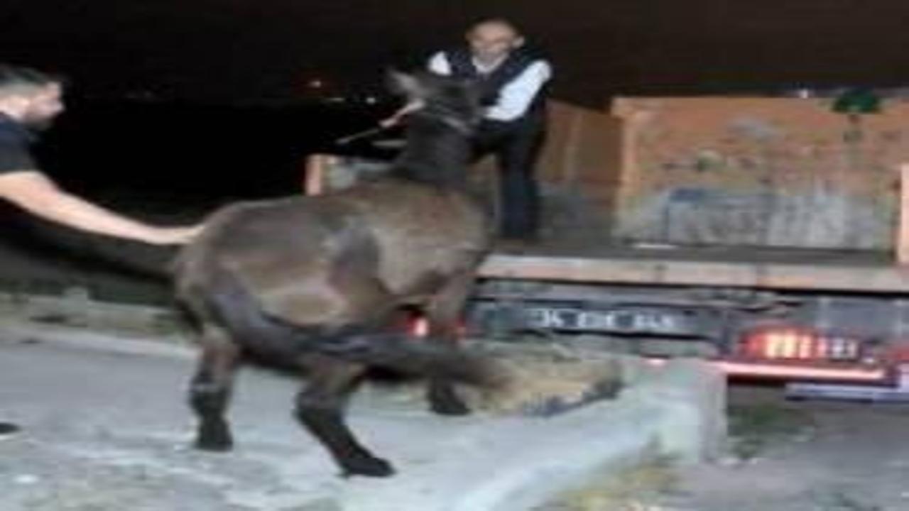 İstanbul'da at eti skandalı Baskınla ortaya çıktı