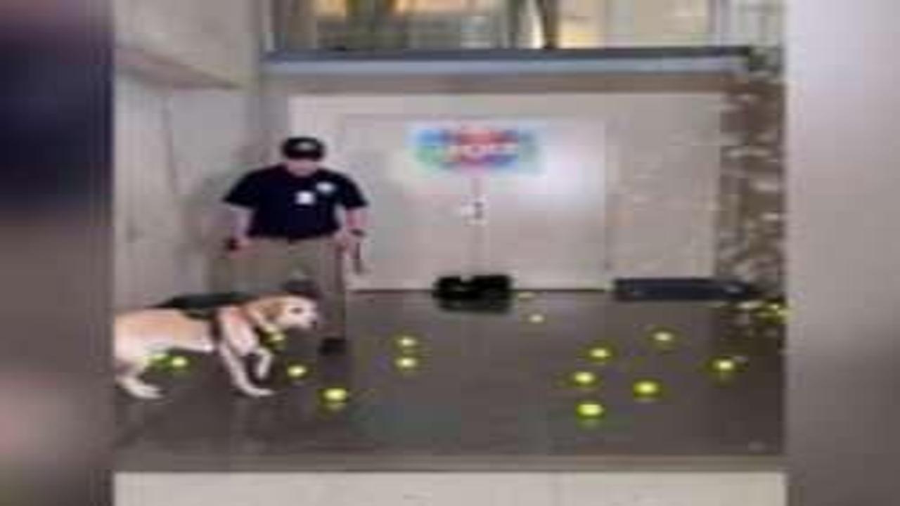 Bomba avcısı köpeğe son iş günü sürprizi O anlar viral