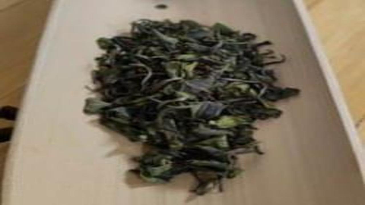 Şizuoka'da mevsimin ilk hasadında bir kilo çay yaprağı 7 bin