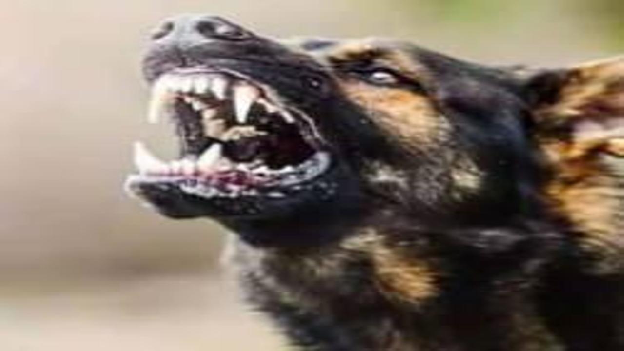 Adli tıp raporları ortaya çıktı Katilleri başıboş köpekler