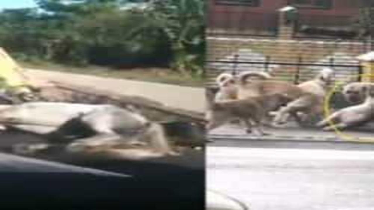 Başıboş köpekler sokakta birbirlerini yiyorlar hayretler içerisinde bırakan görüntüler
