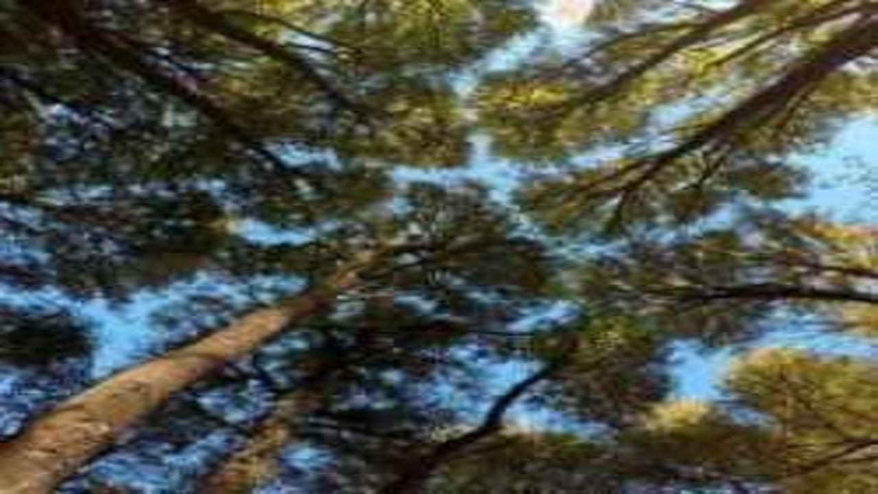 Çanakkale'de ormanlık alanlara giriş yasağı 1 Haziran'da başlayacak