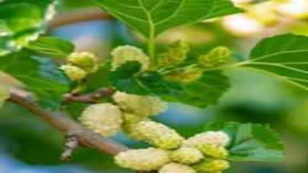 Yaş dut yaprağının faydaları Taze dut yaprağı çayı nasıl yapılır